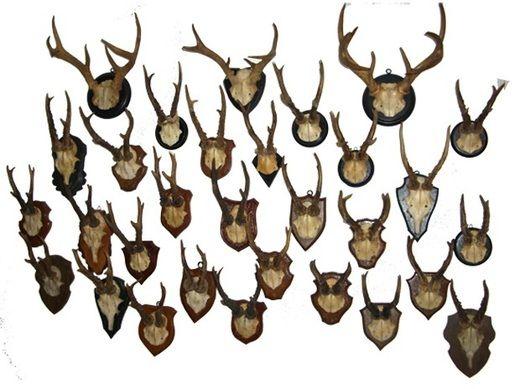 Requisiten mieten & vermieten - Hirschgeweihe, Geweihe, Hirsch, Geweih, Gehörn, Hörner, Horn, Wanddekoration, Jagd, Jäger, Jagdtrophäe, Dekoration in Lahnstein