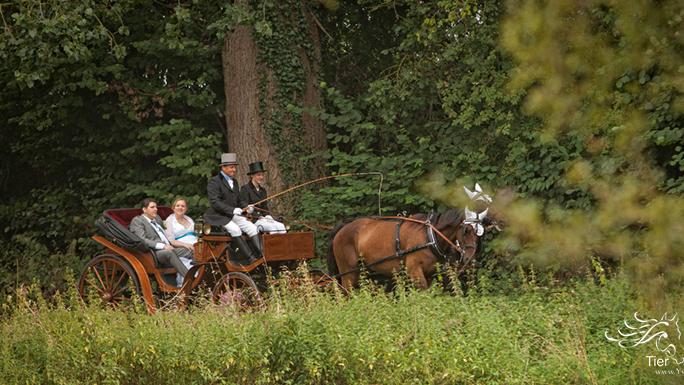 Hochzeitskutsche mieten & vermieten - Hochzeitskutsche; Kutschfahrt; Weisse Kutsche in Lemgo