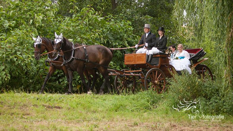 Hochzeitskutsche mieten & vermieten - Hochzeitskutsche; Kutschfahrt; Weisse Kutsche in Lemgo