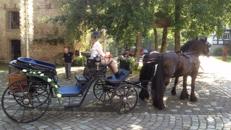 Dunkelblaue Viktoria mit 2 schwarzen Friesen
