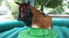 bullriding, rodeostier mieten, leihen