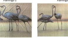 Flamingos Kulisse, Flamingo, Kulisse, Afrika, Vogel, Pink, Küste, afrikanisch, Tier, Wildtier, Dekoration, leihen