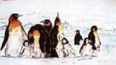 Pinguine Kulisse, Kulisse, Pinguin, Schwimmvogel. Tauchvogel, Eis, Wasser, Pol, Polar, Schnee, Nordpol, Eiswelt