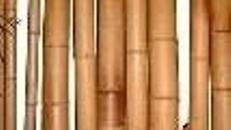 Bambus Rohre, Bambus, Bambusrohre, Bambusstange, Holz, Stab, Stange, Stängel, Rohr, Bambusrohr, Dekoration, leihen