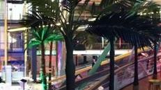 Palmen, Palme, Strand, Beach, Küste, Dekoration, Baum, Palmengewächse, Attrappen, Meer, Karibik, Event, Messe