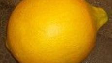 Zitronen, Zitrone, Frucht, Citrusfrucht, Tropenfrucht, sauer, Tropen, Obst, Event, Messe, Veranstaltung, leihen, mieten