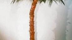 Palme