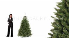 Nadelbaum Fichte, M