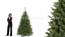 Nadelbaum Fichte, L