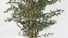 Olivenbaum M