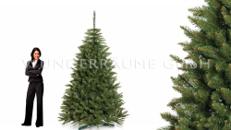 Nadelbaum Fichte, XL