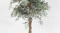 Olivenbaum L