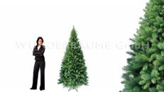 Nadelbaum L