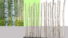 Raumteiler "Birkenstamm" - WUNDERRÄUME GmbH vermietet: Dekoration/Kulisse für Event, Messe, Veranstaltung, Incentive, Mitarbeiterfest, Firmenjubiläum
