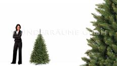 Nadelbaum Fichte, S