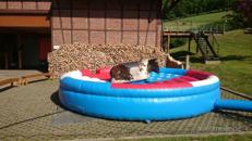 Bullriding / Rodeo / Bullen reiten inkl. Personal