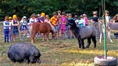 Event mobiler Streichel - Zoo Kinderattraktion Stadtfest Eröffnung Messe Jubiläum Tag der offenen Tür Erlebnis - Tiere streicheln Hühner Ziegen Esel Alpaka und mehr