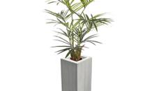 Kentiapalme 1,5 m – Pflanzen