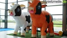 Melkkuh für Wettmelken