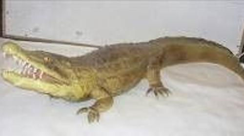 Krokodil Figur, Krokodil, Kroko, Alligator, Figur, Fluss, Süßwasser, Salzwasser, Wasser, Everglades, Dekoration, leihen
