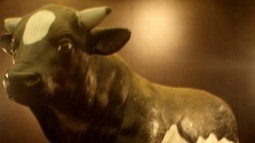 Bullen Tier Figur, Stier, Bulle, Figur, Dekoration, Tier, Kuh, Ochse, Event, Messe, Veranstaltung, leihen, mieten