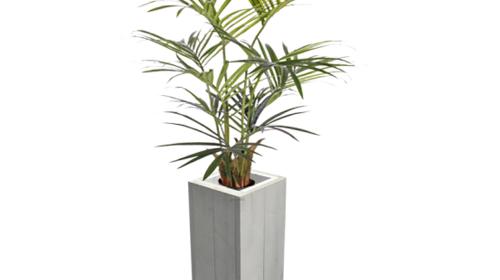 Kentiapalme 1,5 m – Pflanzen