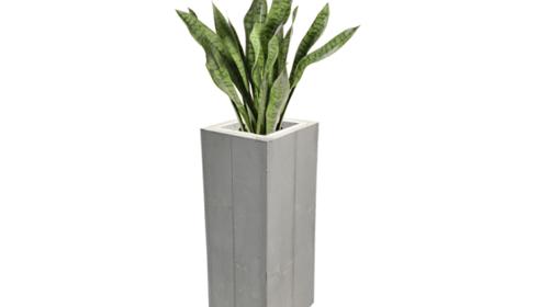Sanseveria Bogenhanf Pflanze – Pflanzen