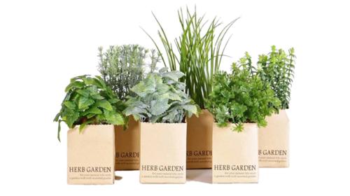 Kräutergarten Frühling / 12 er Set – Miettisch, Eventtisch, Veranstaltungstisch, Partytisch