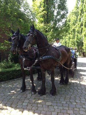 Kutsche mieten & vermieten - Kutschfahrten zu jedem Anlass in Solingen