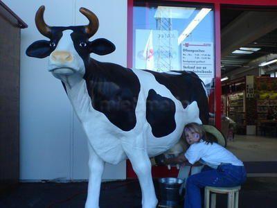 Melkkuh mieten & vermieten - Kuh Wettmelken.mehrere Kühe auf Lager! Inkl.MWSt. in Sinsheim