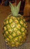 Dekorationsservice mieten & vermieten - Ananas, Frucht, Tropenfrucht, Obst, Tropen, Fruchtig, Event, Messe, Veranstaltung, leihen, mieten, Leihartikel in Kamp-Bornhofen