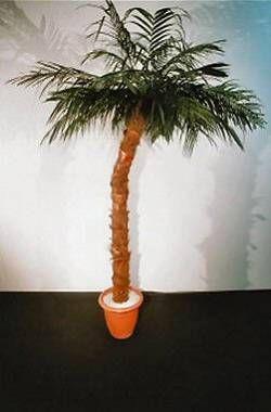 Kulissen mieten & vermieten - Palme in Rosenheim