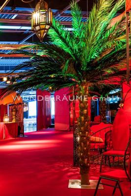 Pflanzen mieten & vermieten - Palme XL - WUNDERRÄUME GmbH vermietet: Dekoration/Kulisse für Event, Messe, Veranstaltung, Incentive, Mitarbeiterfest, Firmenjubiläum in Lichtenstein/Sachsen