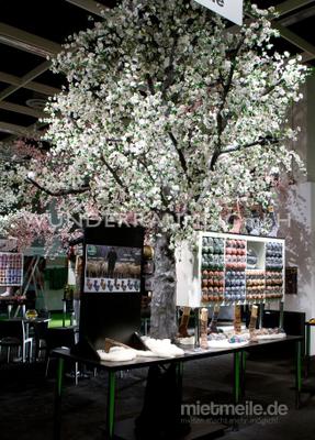 Pflanzen mieten & vermieten - Kirschblüten-Baum L, weiß - WUNDERRÄUME GmbH vermietet: Dekoration/Kulisse für Event, Messe, Veranstaltung, Incentive, Mitarbeiterfest, Firmenjubiläum in Lichtenstein/Sachsen