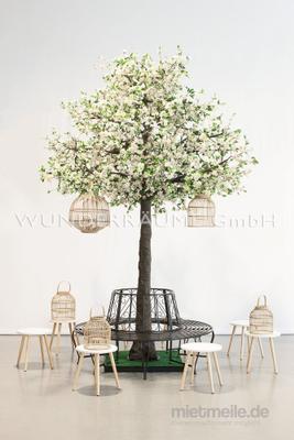 Pflanzen mieten & vermieten - Kirschblüten-Baum M, weiß - WUNDERRÄUME GmbH vermietet: Dekoration/Kulisse für Event, Messe, Veranstaltung, Incentive, Mitarbeiterfest, Firmenjubiläum in Lichtenstein/Sachsen
