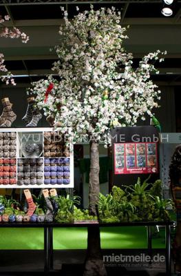 Pflanzen mieten & vermieten - Kirschblüten-Baum M, weiß - WUNDERRÄUME GmbH vermietet: Dekoration/Kulisse für Event, Messe, Veranstaltung, Incentive, Mitarbeiterfest, Firmenjubiläum in Lichtenstein/Sachsen