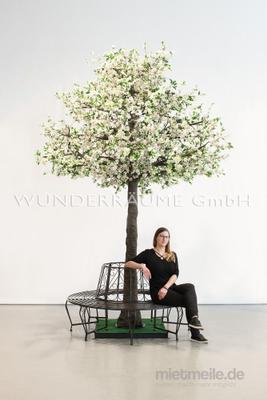 Pflanzen mieten & vermieten - Kirschblüten-Baum M, weiß - WUNDERRÄUME GmbH vermietet: Dekoration/Kulisse für Event, Messe, Veranstaltung, Incentive, Mitarbeiterfest, Firmenjubiläum in Lichtenstein/Sachsen