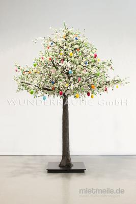 Pflanzen mieten & vermieten - Kirschblüten-Baum M, weiß - WUNDERRÄUME GmbH vermietet: Dekoration/Kulisse für Event, Messe, Veranstaltung, Incentive, Mitarbeiterfest, Firmenjubiläum in Lichtenstein/Sachsen