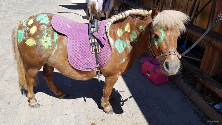 weitere Eventmodule mieten & vermieten - Ponyevents, Ponyreiten, Ponygeburtstag, Kindergeburtstag, Ponys mieten, Ponykutsche Kutsche, Mädchentraum, Mädchengeburtstag, Prinzessin, Geschenk, Kind, Kinder, Freizeit, Ausflug, in Leichlingen