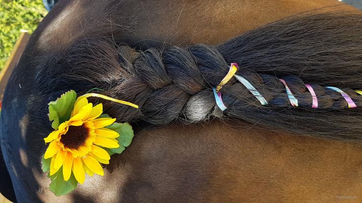 weitere Eventmodule mieten & vermieten - NEU für Kinder Ponyführerschein - Kindergeburtstag - Kindesrfest - reiten - Pony - Geburtstag - Ponys/Pferde für Ihr Firmenevent in Leichlingen