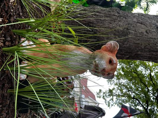 Eisenbahn mieten & vermieten - Kindereisenbahn in Bielefeld